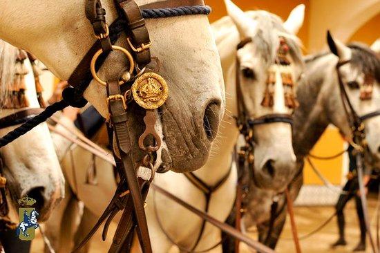 Fundación Real Escuela Andaluza del Arte Ecuestre